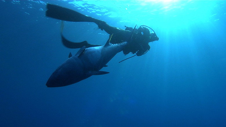 Super Fish still 1