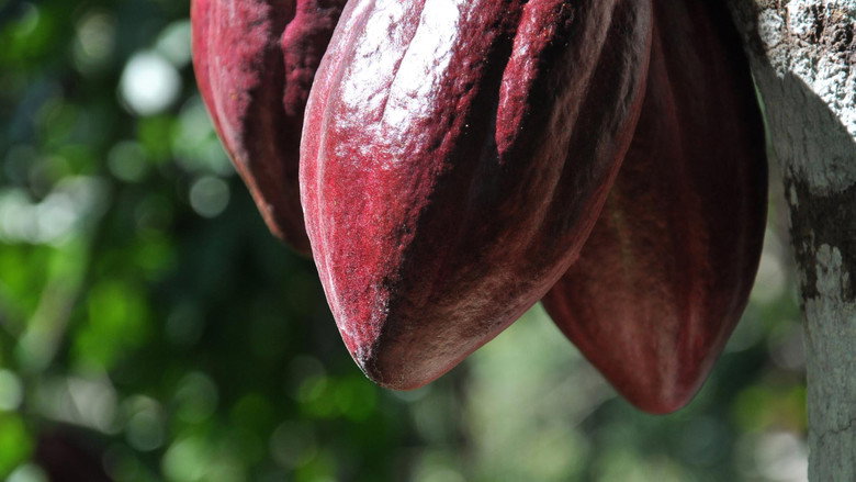 The Chocolate Farmer still 1