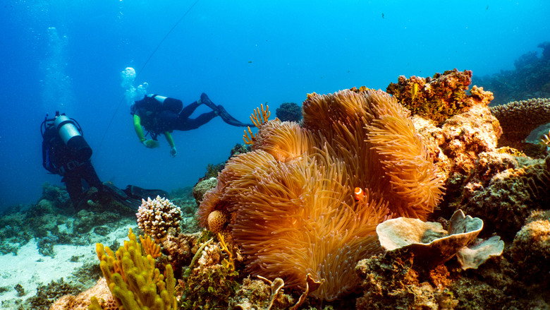 Great Barrier Reef: The Next Generation still 1