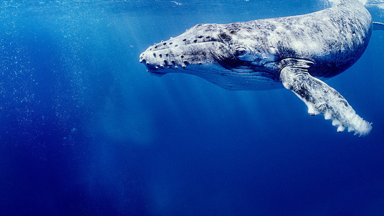 Secrets of the Whales still 6