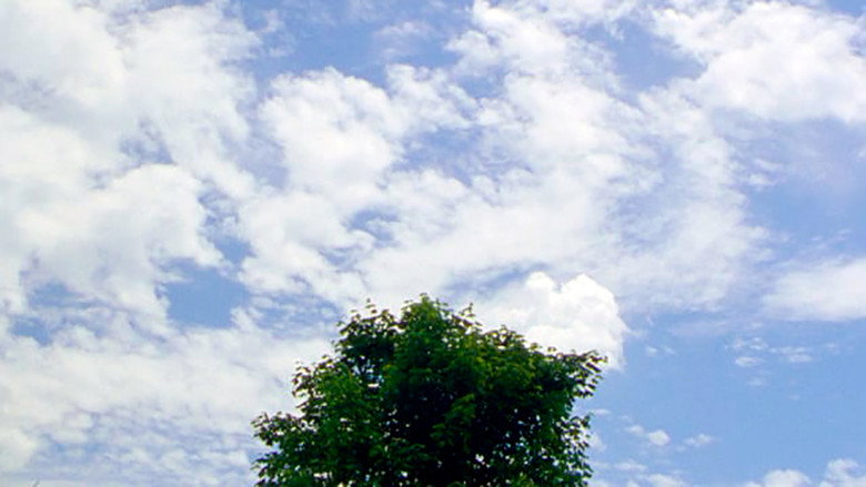 Tree still 1