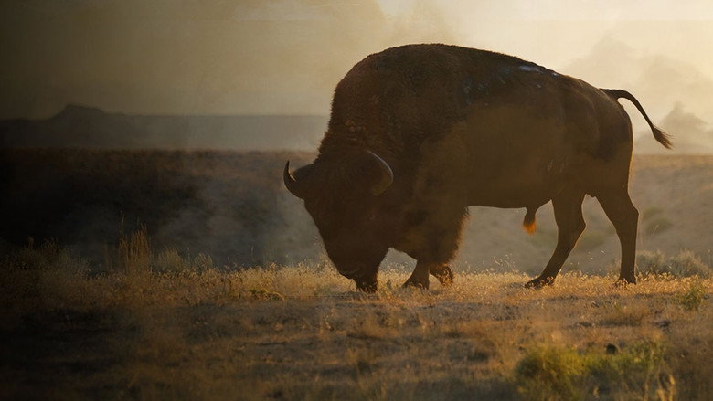 La grande prairie, le pacte du bison still 1