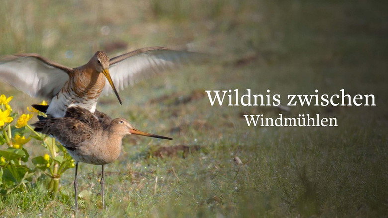 Wildlife in Windmill Country still 1