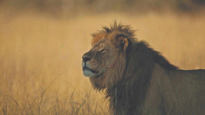 Cecil still 2