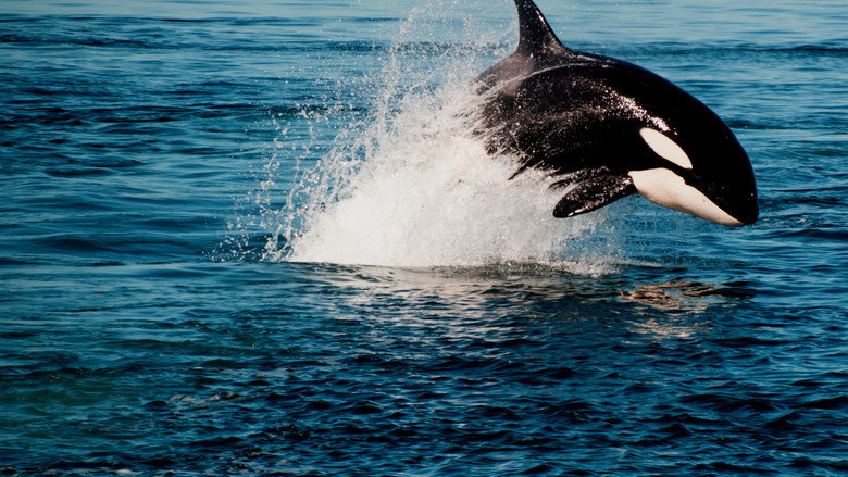 Orca Vs. Great White still 3