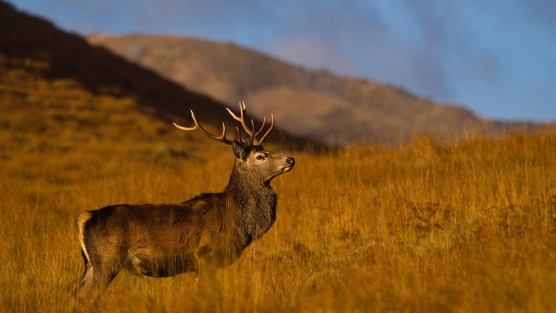 Highlands: Scotland's Wild Heart still 1