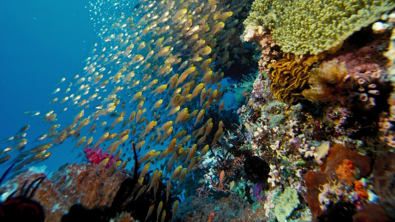 Under the Sea 3D still 3