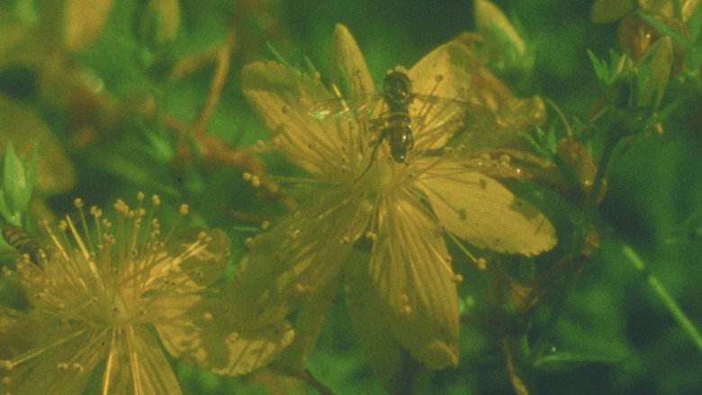 Summer Meadow still 1
