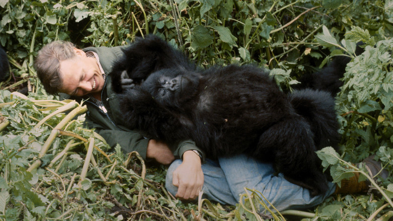 A Gorilla Story: Told by David Attenborough still 5