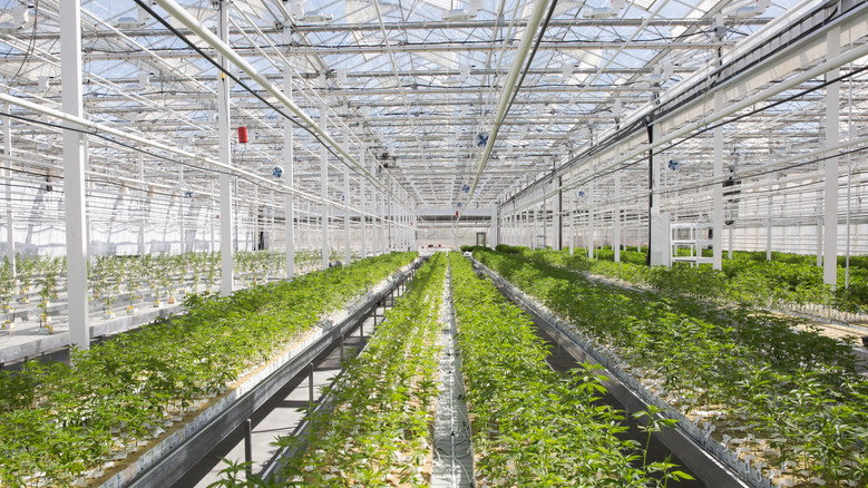 Pot Inc. still 4