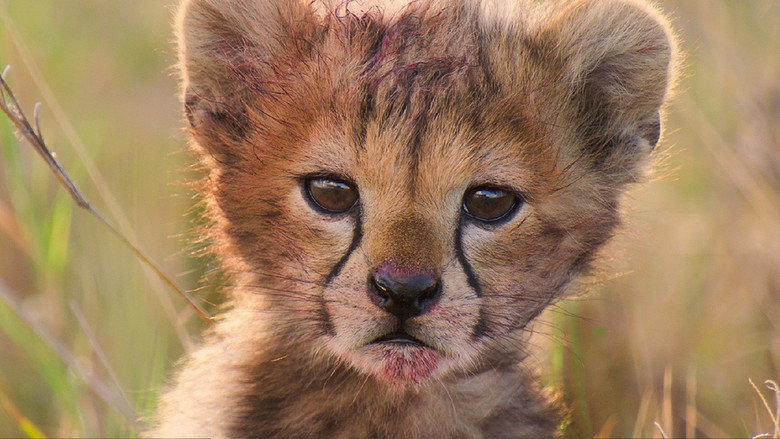 Born in Africa still 2