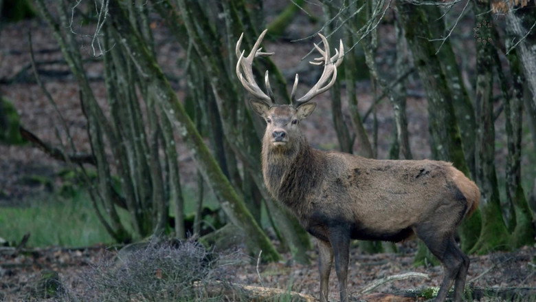 Sa majesté le cerf still 1
