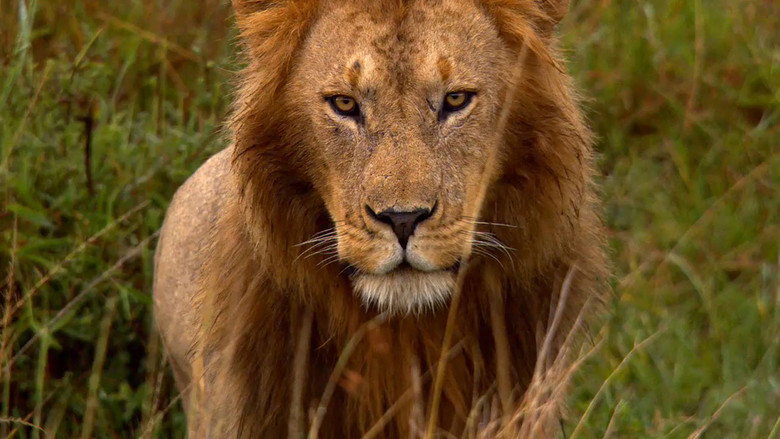 African Cats still 4