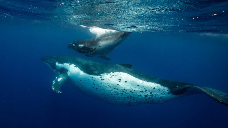 Ocean Souls still 1