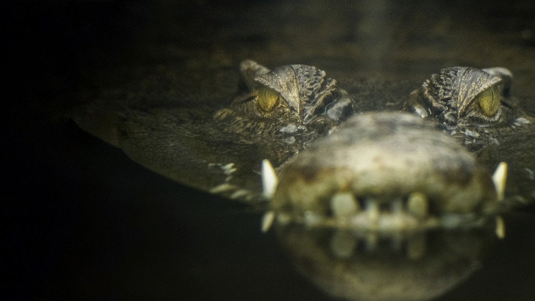 Lair Of The Killer Crocs still 3