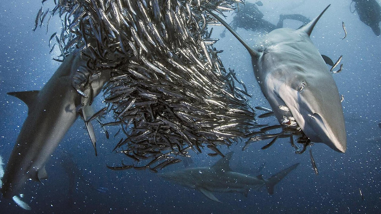 Shark still 4