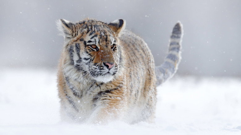 Planet Earth III still 7