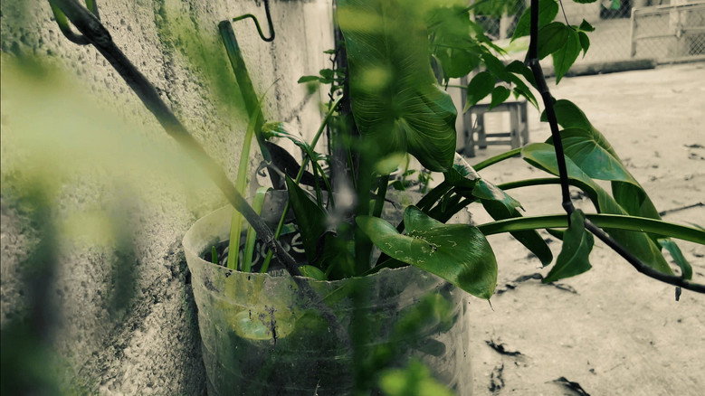 Plants And Nothing Else still 2