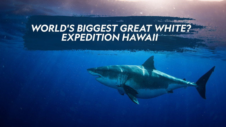World's Biggest Great White? still 4