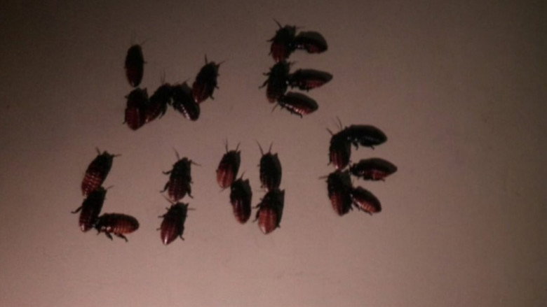 Bug still 4