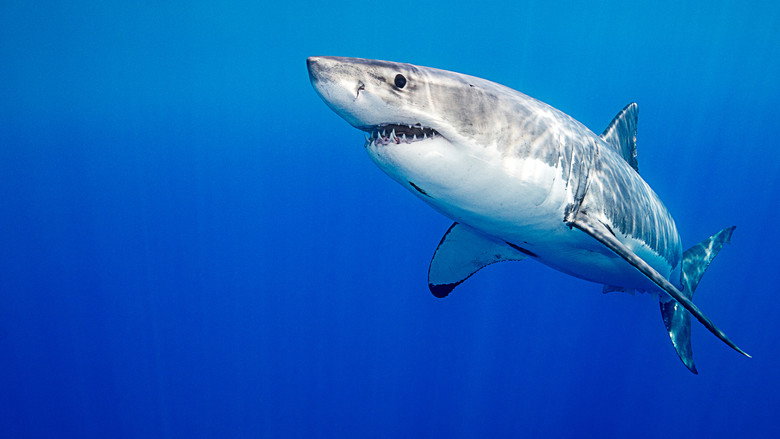 Killer Shark Vs. Killer Whale still 4