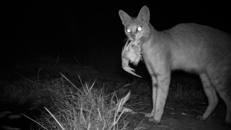 Wild Cats of India still 6