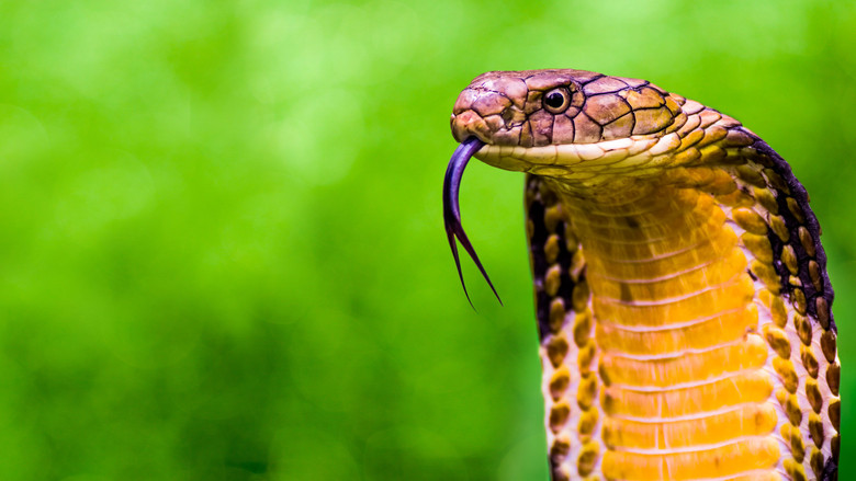 Secrets of the King Cobra still 1