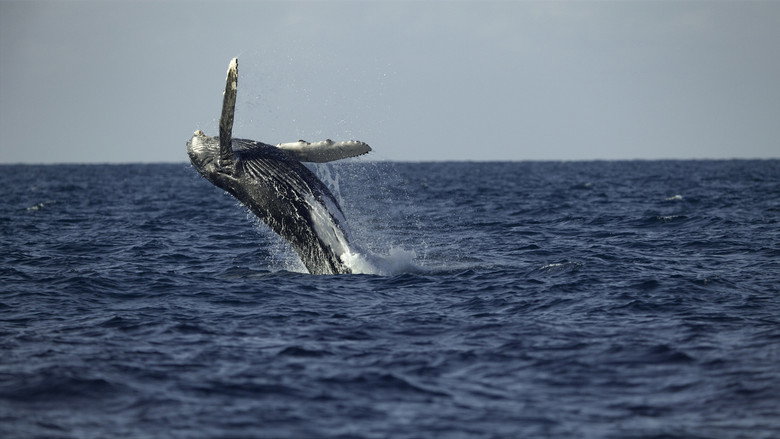 Secrets of the Whales still 3