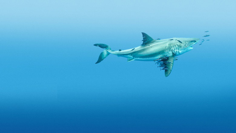 Most Wanted Sharks still 3