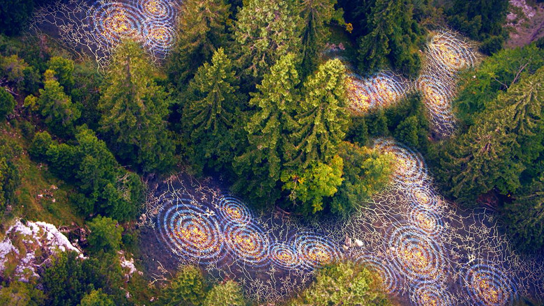 Unsere Wälder: Die Sprache der Bäume still 1