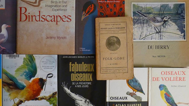 Language of Birds still 8
