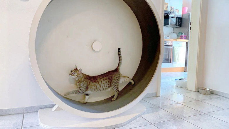 Das geheime Wesen der Katzen still 1