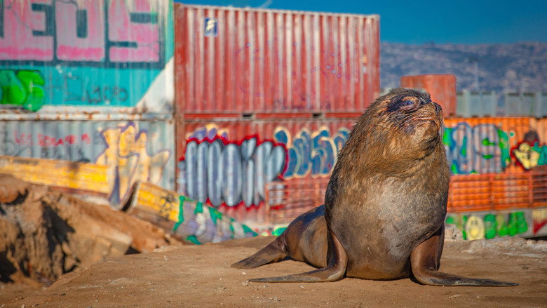 Mammals still 6