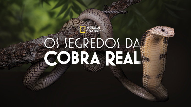Secrets of the King Cobra still 4