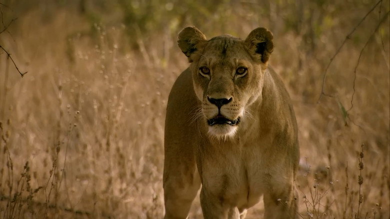 The Lions Rule still 3