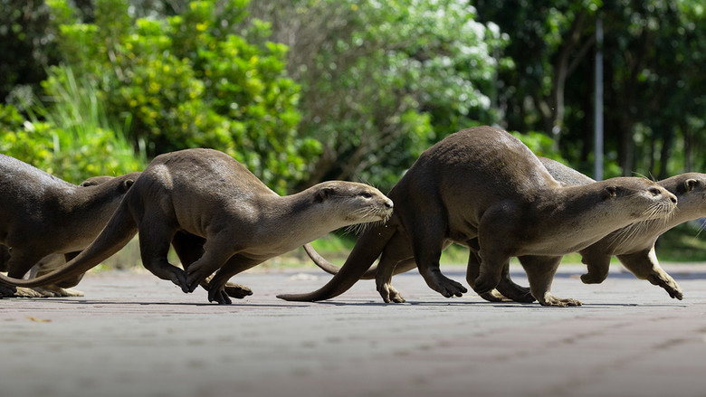 Uptown Otters still 2