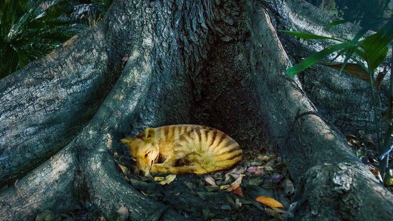 Tiger on the Rocks still 3