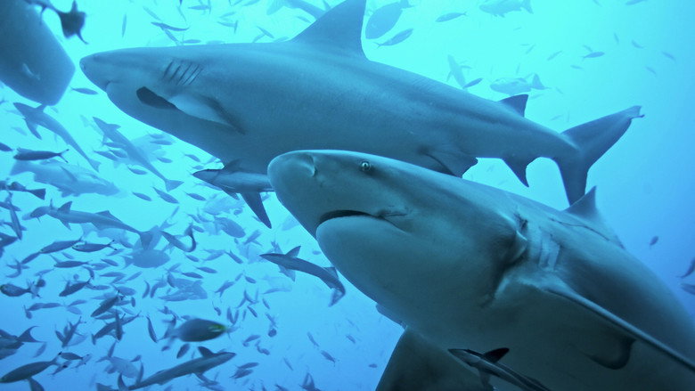Shark Vs. Whale still 2